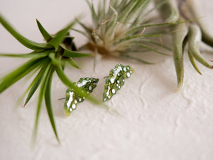 Spotted Begonia Leaf Earrings | Polka Dot Begonia Maculata Houseplant Earrings